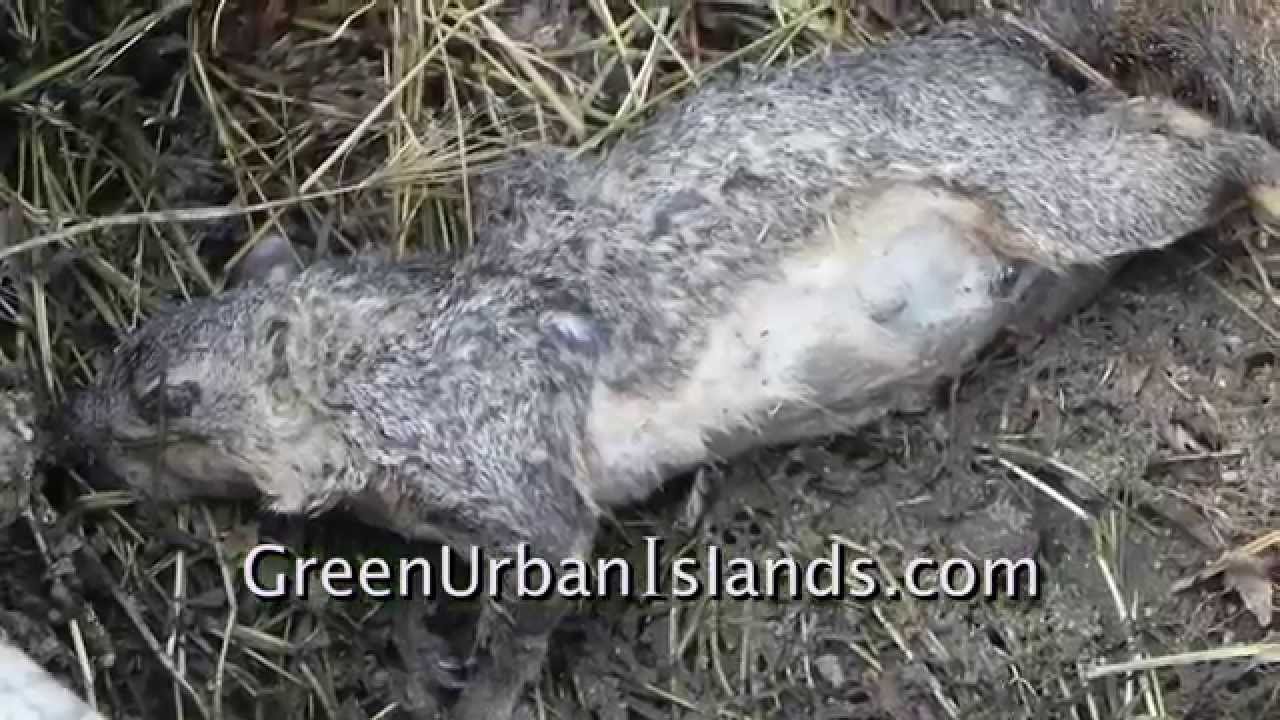 how do you kill rats in your home