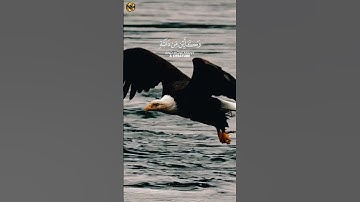 وكأين من دابة لا تحمل رزقها الله يرزقها وإياكم (( القارئ عبد الرحمن مسعد))