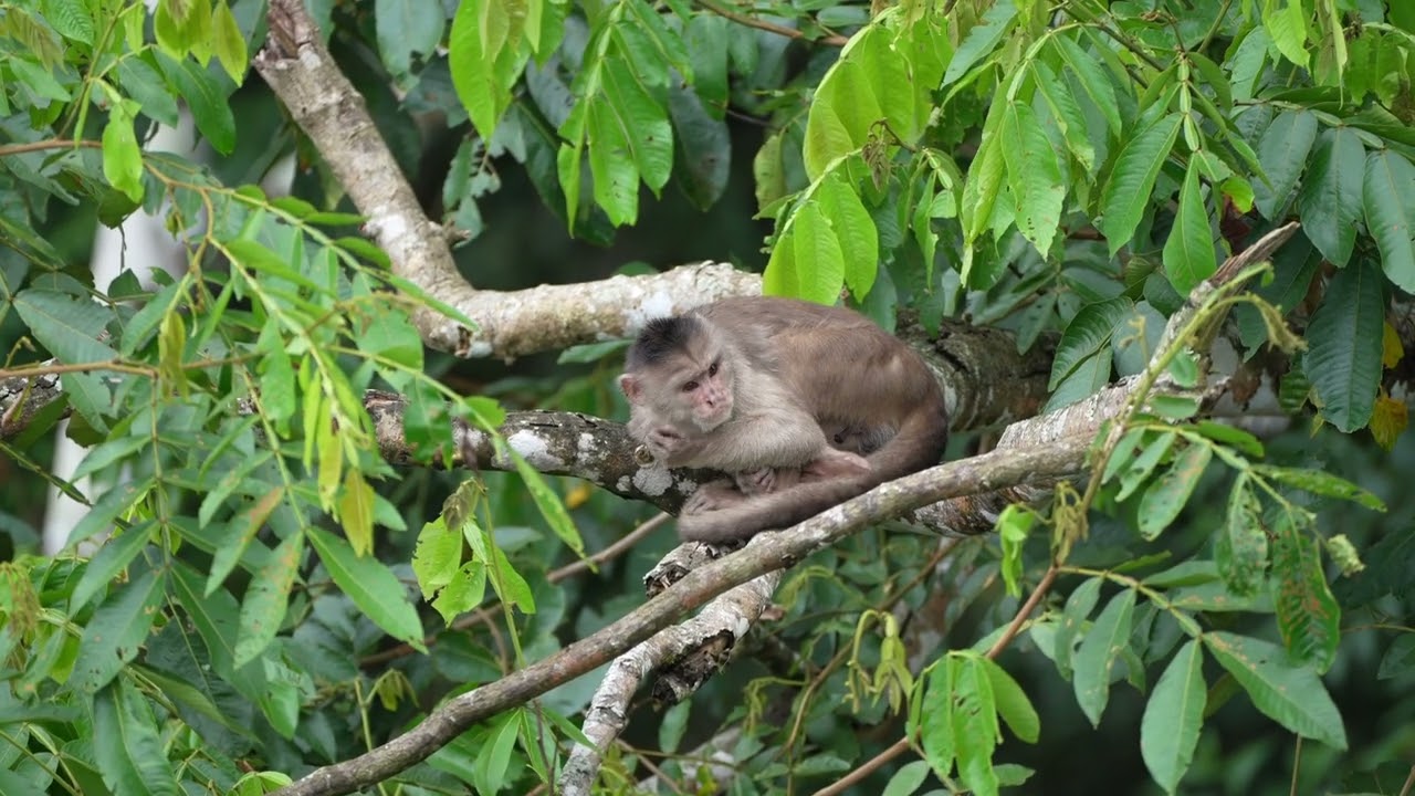 Ecuador Wildlife - Amazon and Galapagos