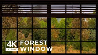 4K Forest window view with rain - Relaxing, Calming, Ambience, white noise, rain