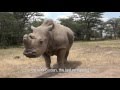 To Ringo with Love - A Note From Ol Pejeta