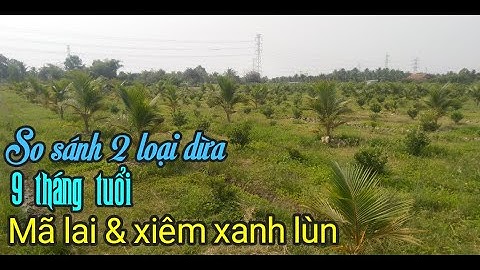 SO SÁNH DỪA MÃ LAI VÀ XIÊM XANH LÙN TRỒNG Ở GIAI ĐOẠN 9 THÁNG TUỔI THÌ DỪA NÀO PHÁT TRIỂN HƠN.