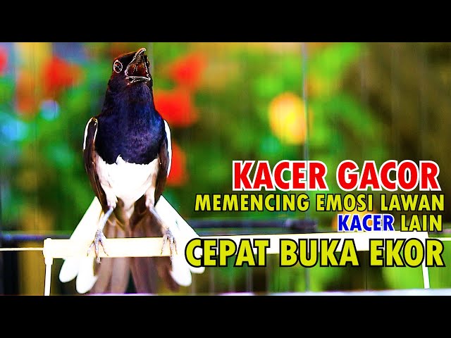 KACER GACOR MEMANCING EMOSI LAWAN, BIKIN KACER LAIN CEPAT BUKA EKOR class=