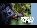 Mountain gorillas mating