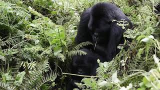 Mountain gorillas mating