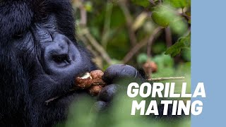 Mountain gorillas mating
