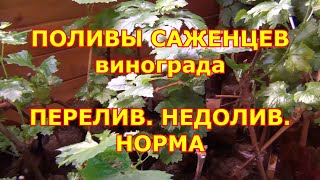 Поливы саженцев винограда. Перелив? Недолив? Норма?