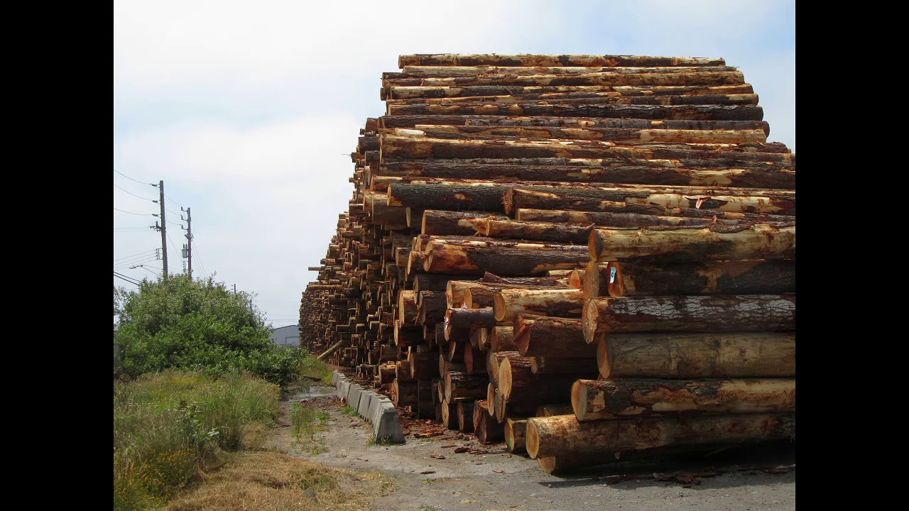 LUMBER YARD EUREKA CALIFORNIA USA JULY 2019 YouTube