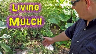 My FAVORITE Perennial LIVING MULCH Ground Cover Growing In My Garden!