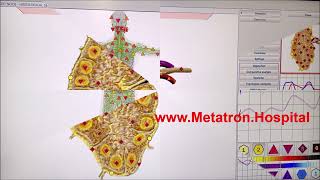 Health Personal Care Metatron Hospital Computer Natural Alternative Biofeedback Machine Home Use