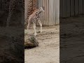 giraffe zoomies Oakland zoo