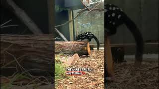 meet the Quoll #wildlife #animals #marsupial