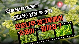 산초나무 암꽃, 숫꽃은 각각 다른나무에서 만 필까요?