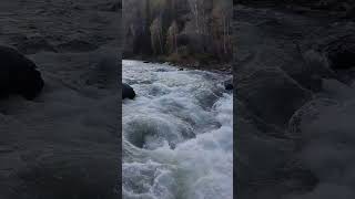 Сила потока. река Кумир. Сила воды. Магия сакрального места.#nature #вода #алтай #река #поток #шаман