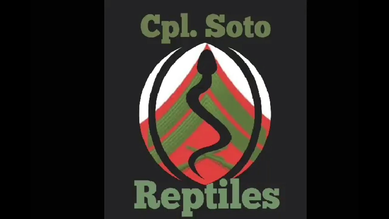 camera iphone 8 plus apk High Desert Reptile Show!!