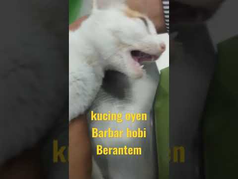Video: Cara Langsung Menyapih Kucing Dari Kabel Yang Menggerogoti