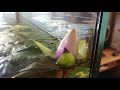 Нимфея карликовая Nymphaea sp. dwarf santarem