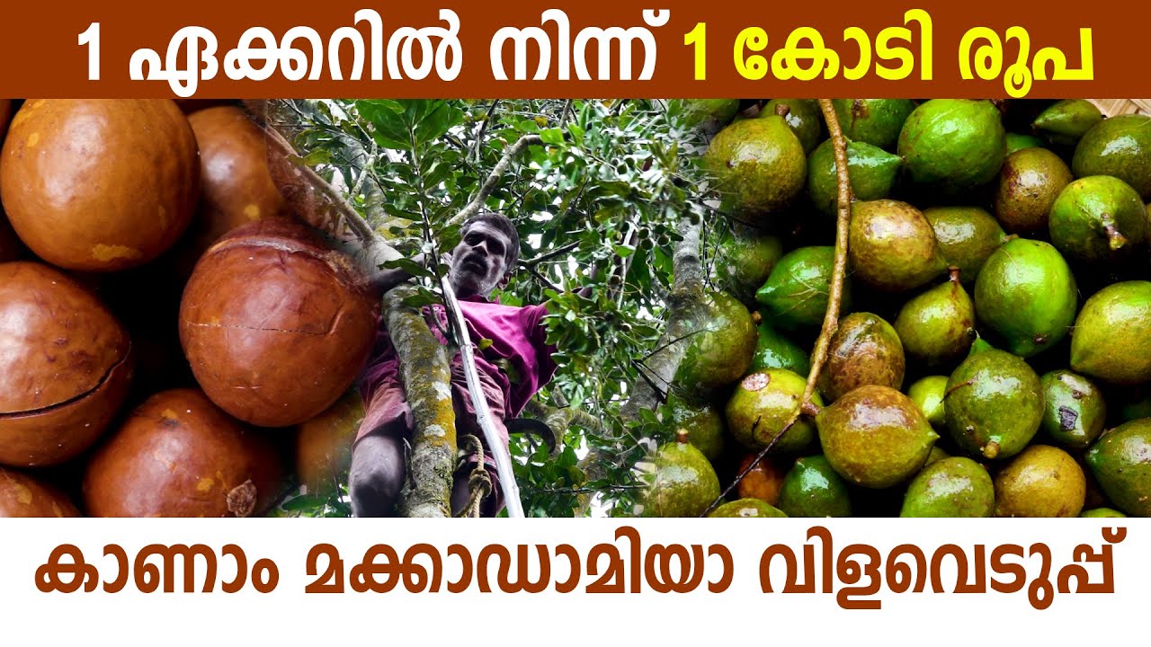 കേരളത്തിലെ ആദ്യ മക്കാഡാമിയാ വിളവെടുപ്പ് I Macadamia Nuts Harvesting in kerala I Macadamia Fruit I