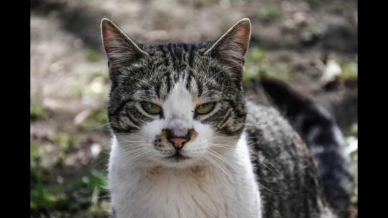 English Synonyms and Antonyms, Section 60 Slang to Stain YouTube