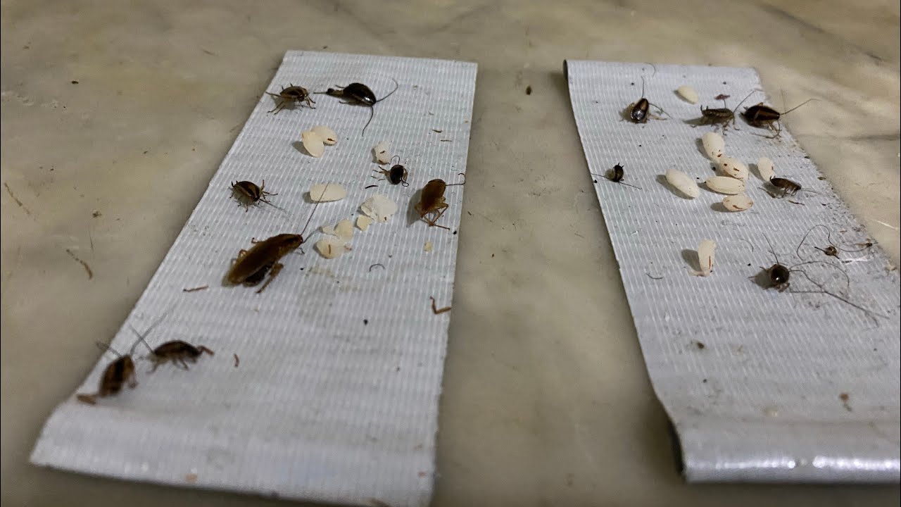 How to make a Roach trap using Duct tape.! 🪳🪳🪳Simple trap. Very
