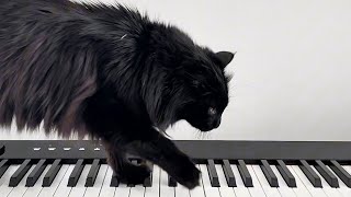 My blind cat is gifted at playing spooky piano compositions