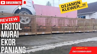 Jual Murai Trotol Ekor Panjang #burung #muraibatu #murai #trotol #ekorpanjang #jual #viral #hit #fyp