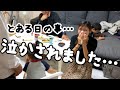 【泣かされました】主婦/休日/おうち時間/家族/３児ママ