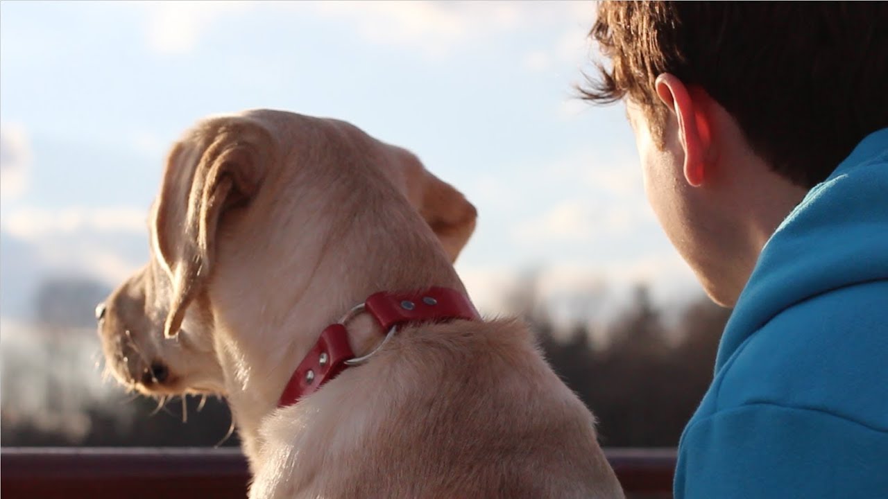 This Service Dog In-Training Has An Uplifting Song For You!