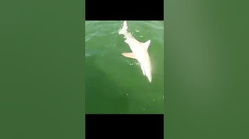 Goliath grouper eating a black tip shark in one bite #short