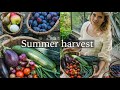 Summer harvest in my cottage garden  tomatoes aubergines damsons and courgettes