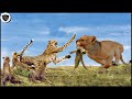 Horrifying... Cheetah Family Continuously Sacrificed Because Of Lion King Brutal Attack