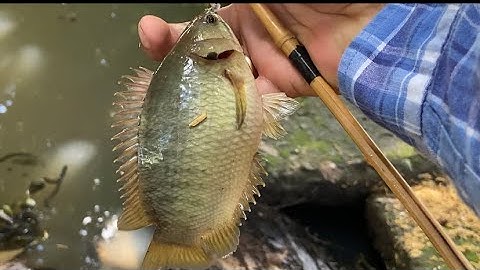 Câu cá rô đồng, mùa nước về đi nhấp cá rô thì chỉ có giật cong cần