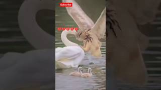 Heart-Stopping Rescue: Mother Duck vs Predator Owl! 🦆🔥