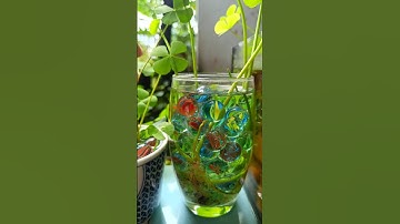 CÂY RAU MÁ ĐỒNG TIỀN TRỒNG TRONG LY SAU 3 NGÀY