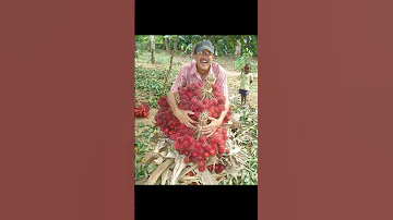 RAMBUTAN SHOKI SHOKI LYCHEES Grows ONLY In ZANZIBAR KARIBUNI WELCOME ZANZIBAR 