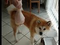 AKITA INU - Eating Raw Chicken | 秋田犬