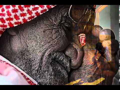 ياليت ابي يفتح عيونه نسخة أصليه