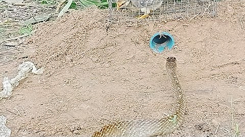 Trap snakes from chicken