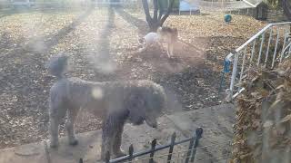 Just some of my puppers playing on a sunny late fall day. by Spirit Poodles and Silken Windhounds 96 views 4 years ago 1 minute, 40 seconds