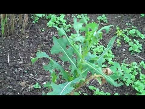 Wild Lettuce: Lactuca Virosa And Serriola With Garden