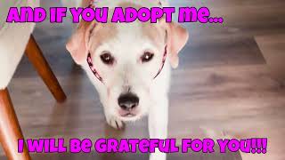 Adopted! Meet Cookie Crumb at Muttville, San Francisco by Muttville Senior Dog Rescue 429 views 4 months ago 41 seconds