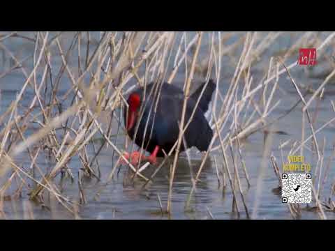 UMH TV -