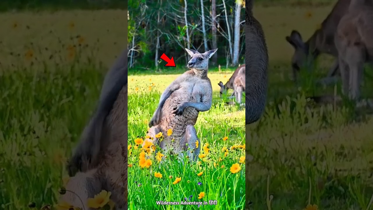 Animals That Confuse Scientists | #shorts