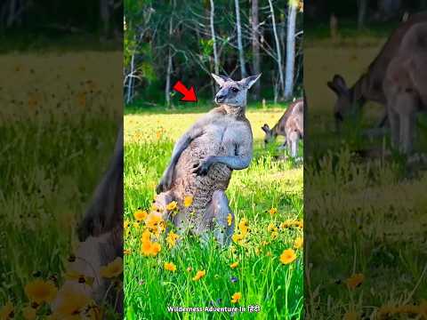 Animals That Confuse Scientists | #shorts