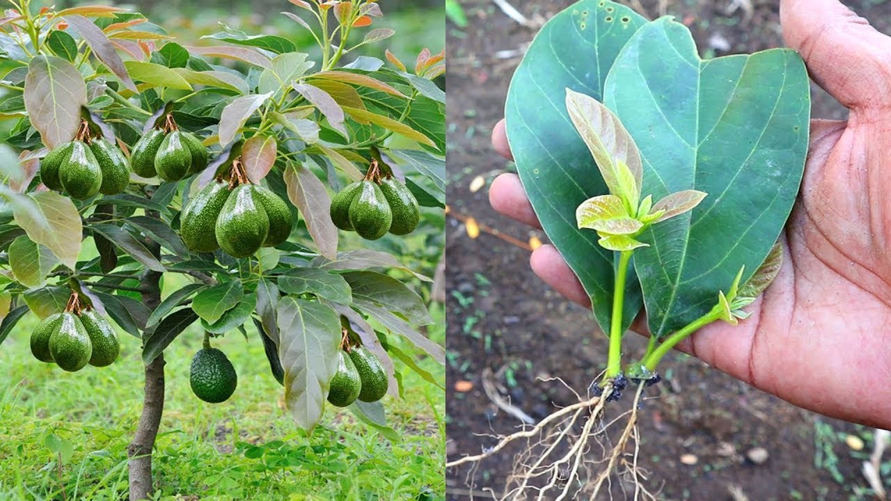 Since knowing this method I can multiply avocado trees from leaves