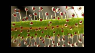 Carnivorous Plant Video Test