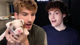 My Blind Rescue Puppies and I React to DREAM'S FACE REVEAL!