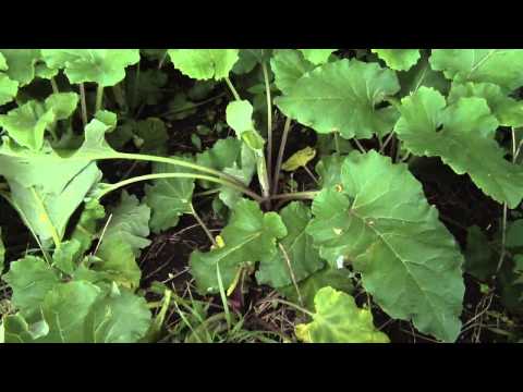 Video: Izkoreninite repinčev plevel: kako uničiti repinca na travnikih in vrtovih