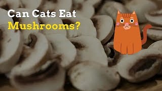 Can Cats Eat Mushrooms | Are These Good or Bad for Your Cat by Cats How 2,013 views 5 years ago 1 minute, 44 seconds