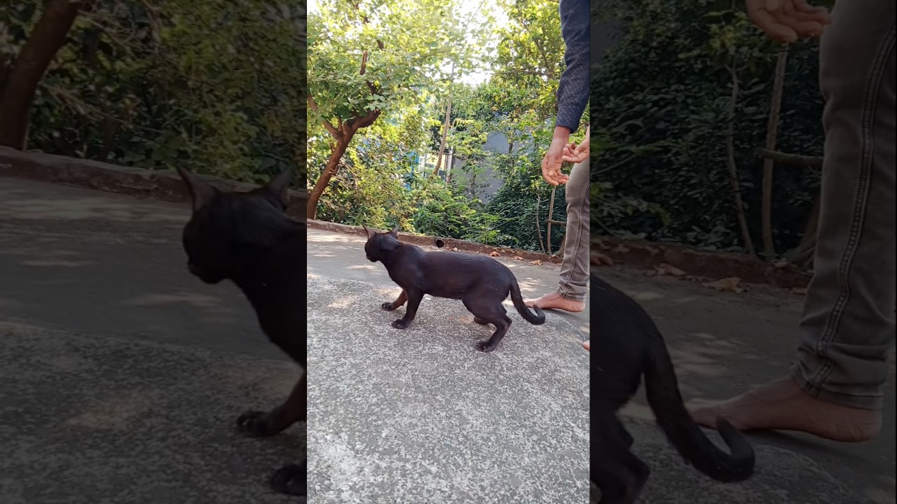 Magic Reverse Cat Video | Cat Jumps Back Into Boy’s Arms! 